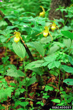 yellow lady's slipper, Cypripedium parviflorum  (Orchidales: Orchidaceae) - 1400057