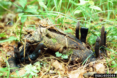 Xylaria root rots (Xylaria spp. ) on maple (Acer spp. ) - 1400064