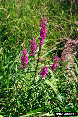 purple loosestrife, Lythrum salicaria  (Myrtales: Lythraceae) - 1400076