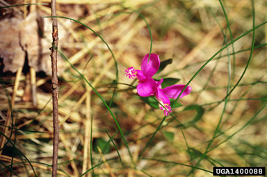 gaywings, Polygala paucifolia  (Polygalales: Polygalaceae) - 1400088