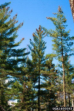 eastern white pine, Pinus strobus  (Pinales: Pinaceae) - 1400093