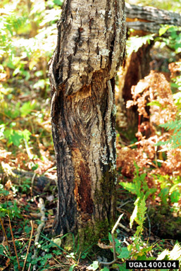 Nectria canker (Nectria spp. ) on quaking aspen (Populus tremuloides ) - 1400104
