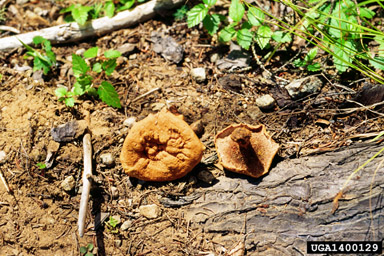 Tomentosus root disease (Onnia tomentosus ) on spruce (Picea spp. ) - 1400129