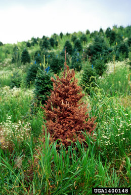Phytophthora root and crown rots (Phytophthora spp. ) on Fraser fir (Abies fraseri ) - 1400148