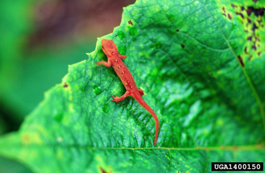 eastern newt, Notophthalmus viridescens  (Caudata: Salamandridae) - 1400150