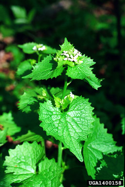 garlic mustard, Alliaria petiolata  (Capparales: Brassicaceae) - 1400158