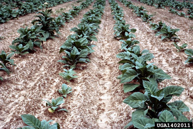 fertilization on flue-cured tobacco (Nicotiana tabacum (flue-cured type)) - 1402011