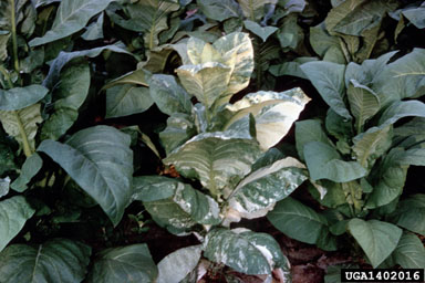 genetic abnormalities (  ) on flue-cured tobacco (Nicotiana tabacum (flue-cured type)) - 1402016