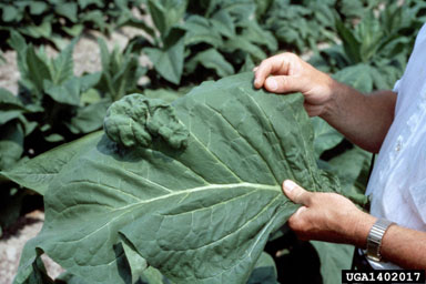 genetic abnormalities (  ) on flue-cured tobacco (Nicotiana tabacum (flue-cured type)) - 1402017