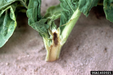 blue mold (Peronospora tabacina ) on flue-cured tobacco (Nicotiana tabacum (flue-cured type)) - 1402021