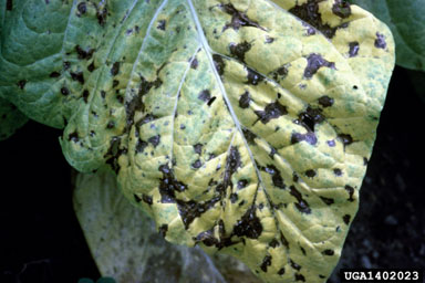 wildfire of tobacco (Pseudomonas syringae pv. tabaci) on flue-cured tobacco (Nicotiana tabacum (flue-cured type)) - 1402023