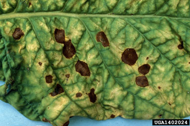 brown spot (Alternaria alternata ) on flue-cured tobacco (Nicotiana tabacum (flue-cured type)) - 1402024