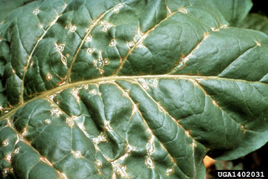 Tobacco Ringspot Virus (Nepovirus TRSV ) on flue-cured tobacco (Nicotiana tabacum (flue-cured type)) - 1402031