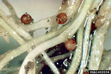 tobacco cyst nematode (Globodera solanacearum ) on flue-cured tobacco (Nicotiana tabacum (flue-cured type)) - 1402036