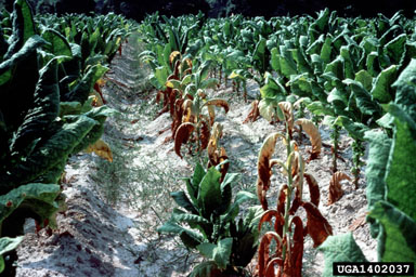 Phytophthora blight (Phytophthora nicotianae ) on flue-cured tobacco (Nicotiana tabacum (flue-cured type)) - 1402037