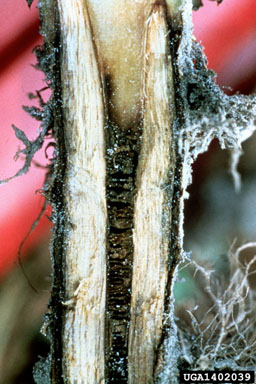 Phytophthora blight (Phytophthora nicotianae ) on flue-cured tobacco (Nicotiana tabacum (flue-cured type)) - 1402039