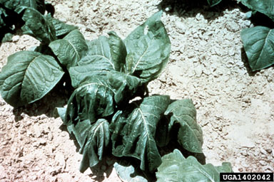 Southern bacterial wilt (Ralstonia solanacearum (except Race 3 Biovar 2)) on flue-cured tobacco (Nicotiana tabacum (flue-cured type)) - 1402042