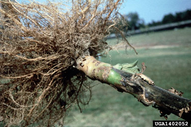 charcoal root rot (Macrophomina phaseoli ) on flue-cured tobacco (Nicotiana tabacum (flue-cured type)) - 1402052
