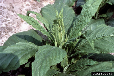 frenching (  ) on flue-cured tobacco (Nicotiana tabacum (flue-cured type)) - 1402058