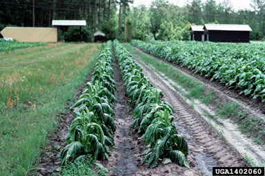 drowning (  ) on flue-cured tobacco (Nicotiana tabacum (flue-cured type)) - 1402060