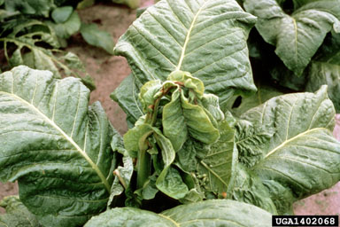lightning (  ) on flue-cured tobacco (Nicotiana tabacum (flue-cured type)) - 1402068
