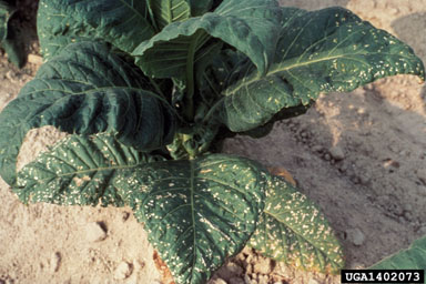 chemicals (  ) on flue-cured tobacco (Nicotiana tabacum (flue-cured type)) - 1402073