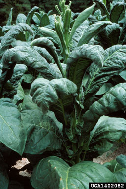 herbicides (general) (  ) on flue-cured tobacco (Nicotiana tabacum (flue-cured type)) - 1402082