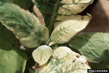 glyphosate (  ) on flue-cured tobacco (Nicotiana tabacum (flue-cured type)) - 1402084