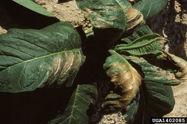 herbicides (general) (  ) on flue-cured tobacco (Nicotiana tabacum (flue-cured type)) - 1402085