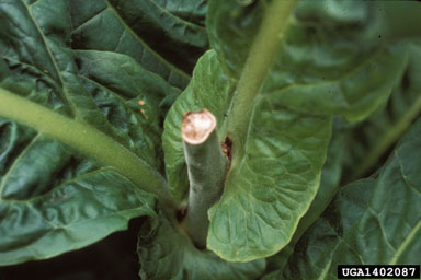 chemicals (  ) on flue-cured tobacco (Nicotiana tabacum (flue-cured type)) - 1402087