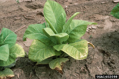 sulfur deficiency (  ) on flue-cured tobacco (Nicotiana tabacum (flue-cured type)) - 1402098