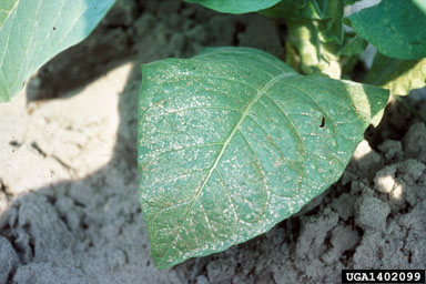 manganese deficiency (  ) on flue-cured tobacco (Nicotiana tabacum (flue-cured type)) - 1402099