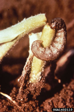 cutworms, loopers, owlet moths, and underwings (  ) on flue-cured tobacco (Nicotiana tabacum (flue-cured type)) - 1402110