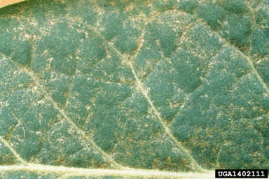 tobacco thrips (Frankliniella fusca ) on flue-cured tobacco (Nicotiana tabacum (flue-cured type)) - 1402111