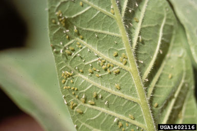 tobacco aphid (Myzus nicotianae ) on flue-cured tobacco (Nicotiana tabacum (flue-cured type)) - 1402116