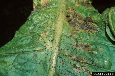 tobacco aphid (Myzus nicotianae ) on flue-cured tobacco (Nicotiana tabacum (flue-cured type)) - 1402118