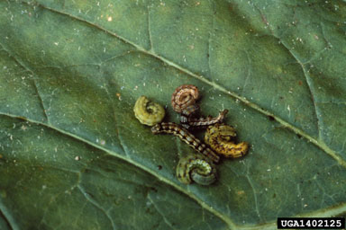 tobacco budworm (Heliothis virescens ) on flue-cured tobacco (Nicotiana tabacum (flue-cured type)) - 1402125