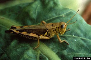 grasshoppers (  ) on flue-cured tobacco (Nicotiana tabacum (flue-cured type)) - 1402130