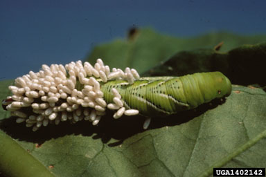 Braconid wasp (Cotesia congregata ) on tobacco hornworm (Manduca sexta ) - 1402142