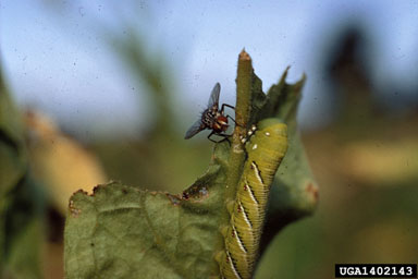 Tachinid flies (  ) on tobacco hornworm (Manduca sexta ) - 1402143
