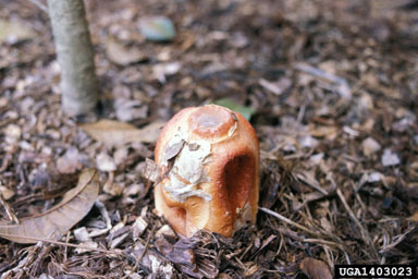 stinkhorn mushroom, Linderia columnata  (Phallales: Phallaceae) - 1403023