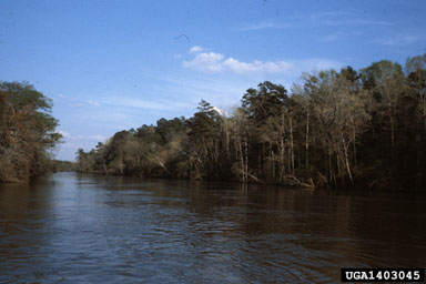bottomland hardwoods,    - 1403045