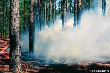 fire on slash pine (Pinus elliottii ) - 1404013