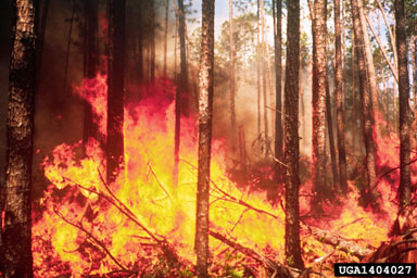 fire on longleaf pine (Pinus palustris ) - 1404027