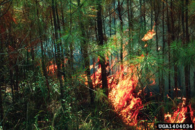 fire on loblolly pine (Pinus taeda ) - 1404034