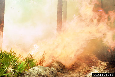 fire on slash pine (Pinus elliottii ) - 1404048