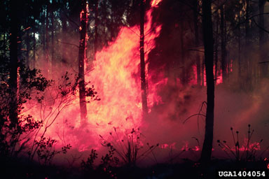 fire on slash pine (Pinus elliottii ) - 1404054