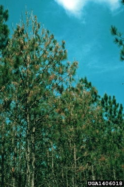 Diplodia tip blights (Diplodia spp. ) on slash pine (Pinus elliottii ) - 1406018
