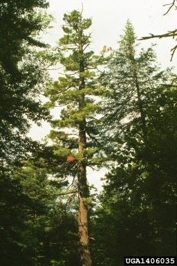 Sirococcus blight of conifers (Sirococcus conigenus ) on pine (Pinus spp. ) - 1406035