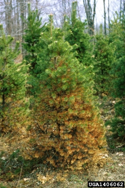 pine needle cast (Lophodermium pinastri ) on Scots pine (Pinus sylvestris ) - 1406062